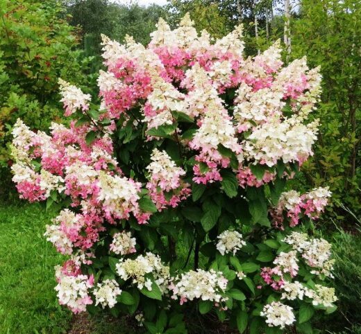 Hortenzija “Confetti”  